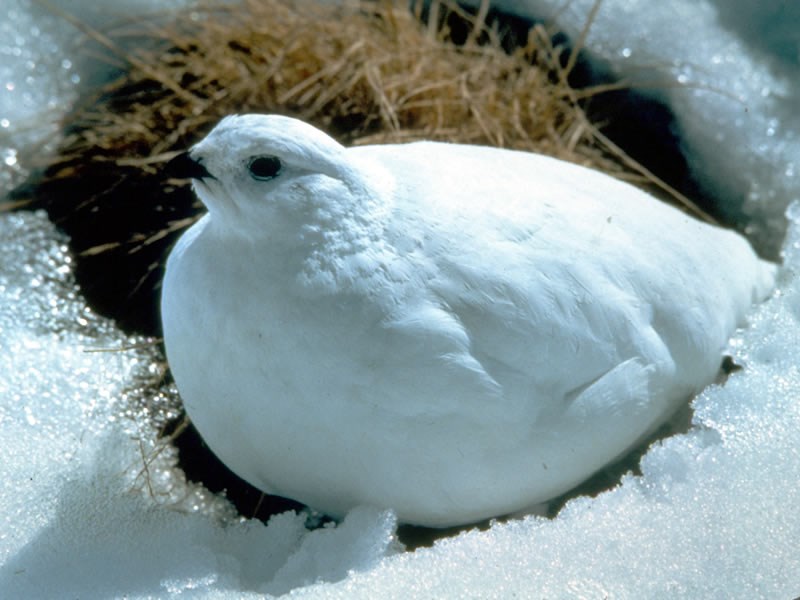 a photo  of a ptarmigan in winter