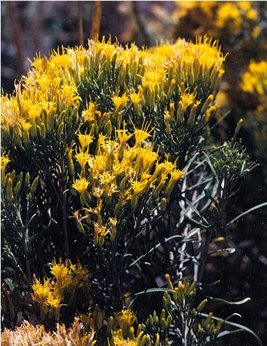 a photo of rabbitbrush
