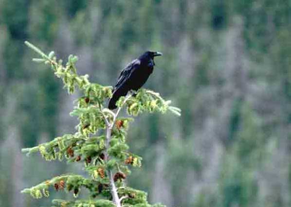 Raven in Boreal Forest Rocky Mountain National Park (U.S. National