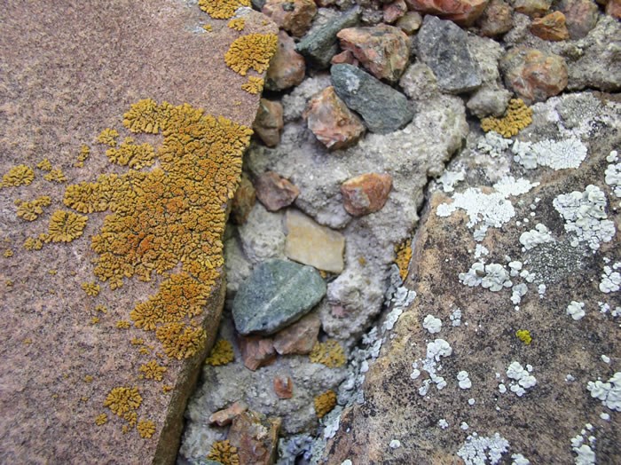 a photo of lichen on walls of headquarters