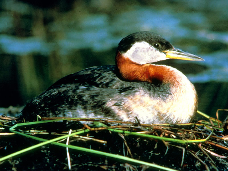 a photo of a grebe