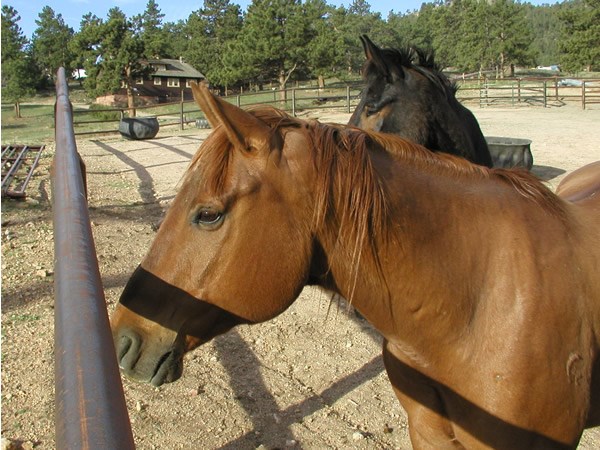 a photo of a red horse a photo of a red horse