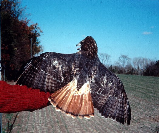 a photo of a red-tailed  hawk displaying its tail