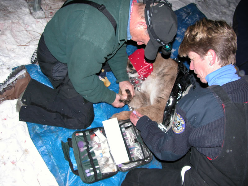 a photo of lion researchers