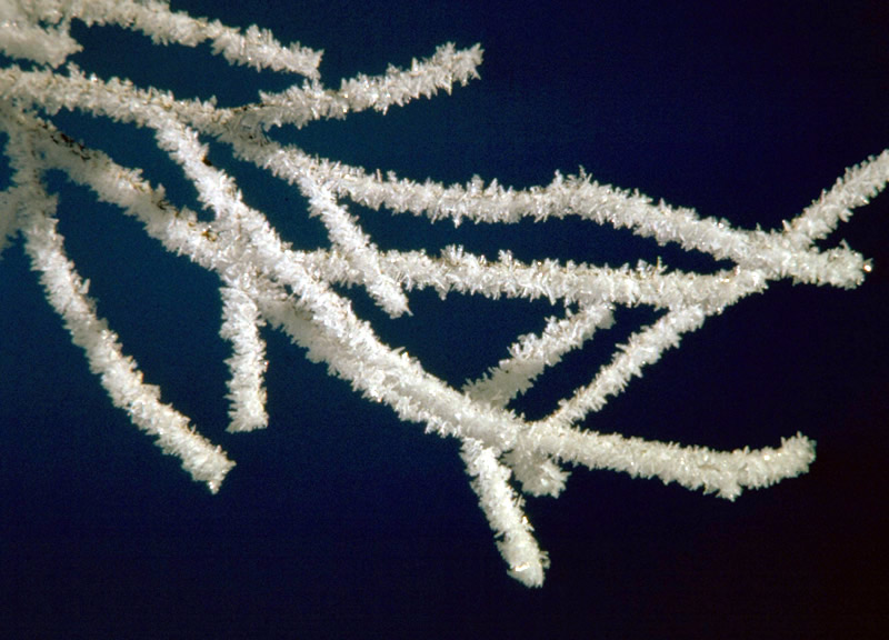 a photo of rime covered tree limbs