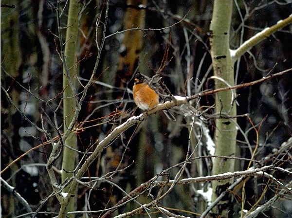 a photo of an American robin