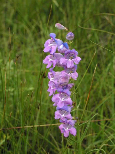 a photo of rose-colored beardless sidebells penstemon