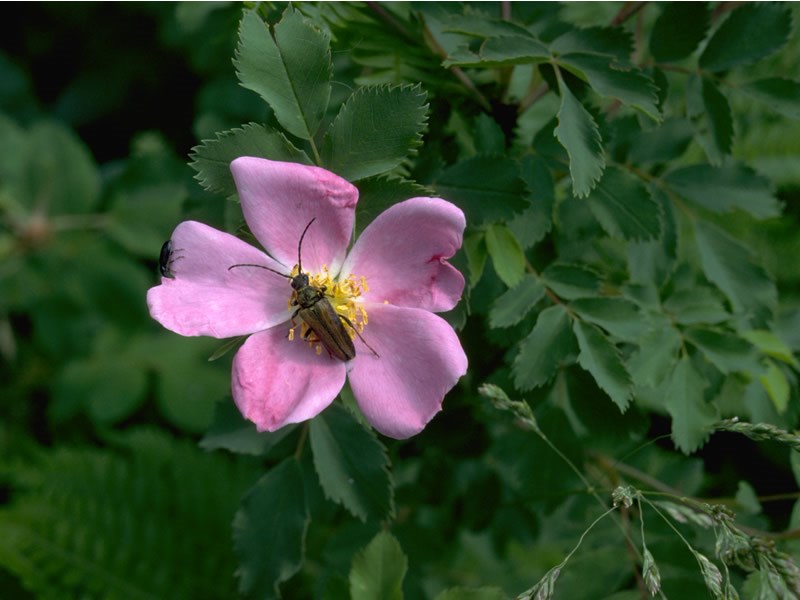 a photo of wild rose with pollinator