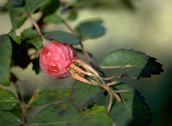a photo of rosehips