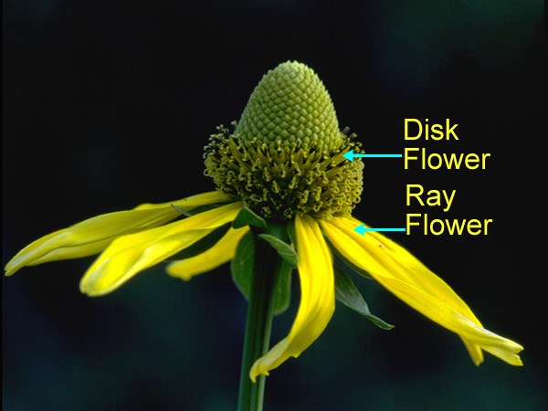 a photo of a coneflower