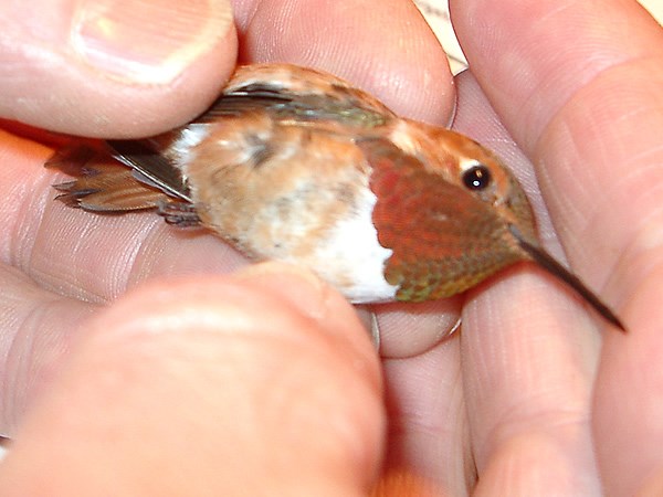 a photo of a rufous hummingbird