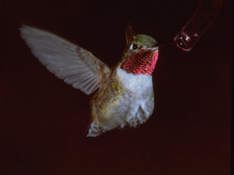 a photo of rufous hummingbird