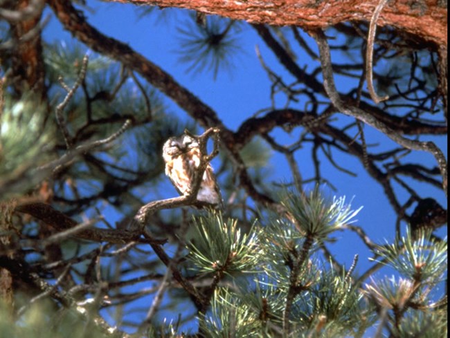 a photo of a Norther saw-whet owl