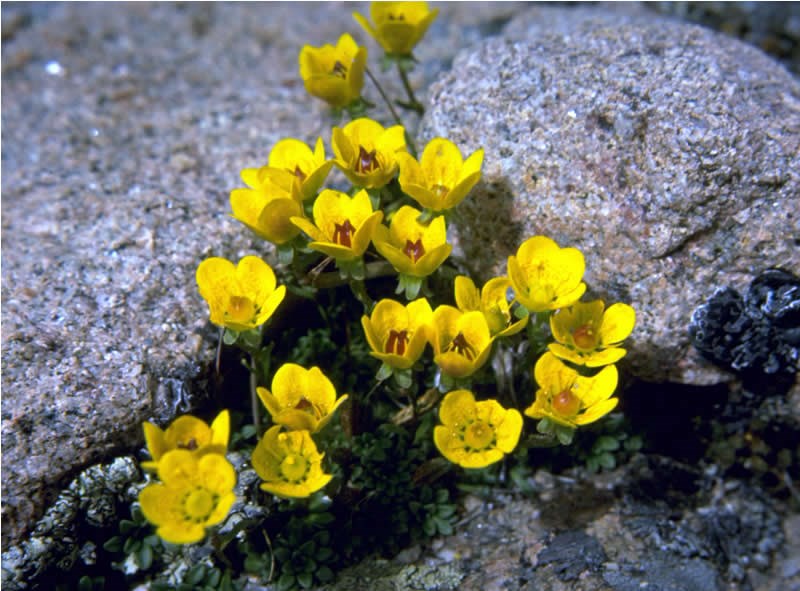 a photo of yellow alpine saxifrage