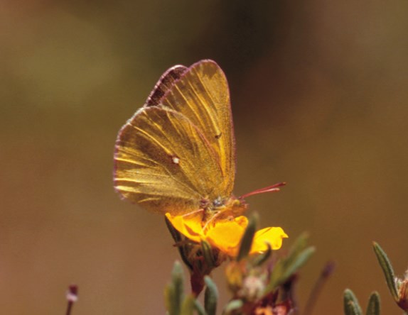 a photo of Scudder's sulphur butterfly