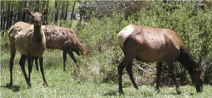 a photo of elk shedding