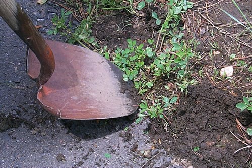 a photo of shovel removing weeds