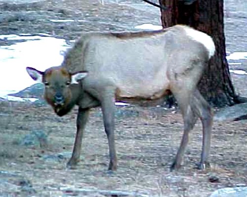 a photo of a sick elk