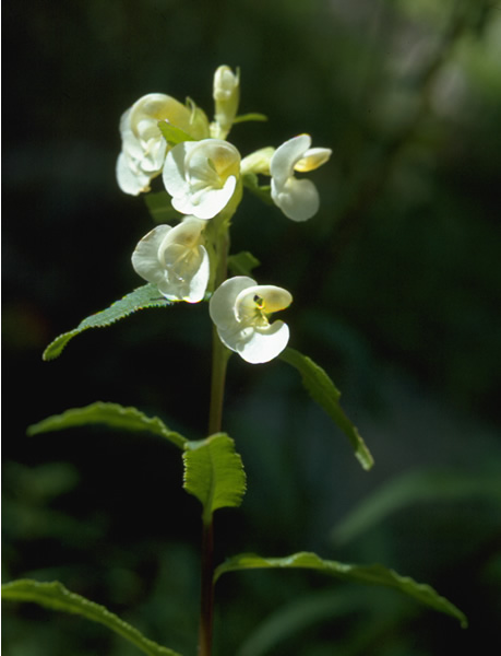 a photo of sickletop lousewort