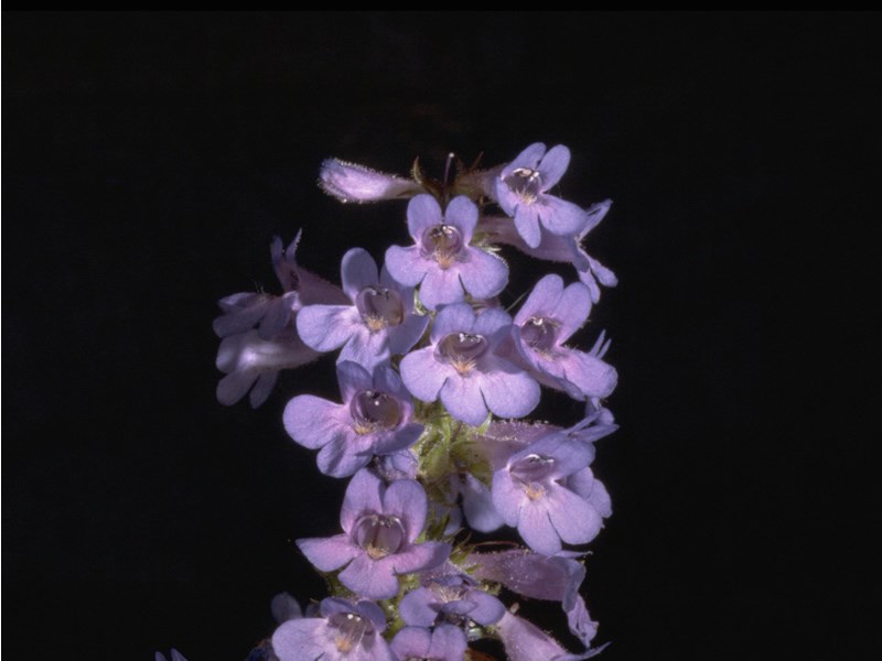 a photo of sidebells penstemon