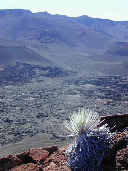 a photo of silversword in its natural habitat