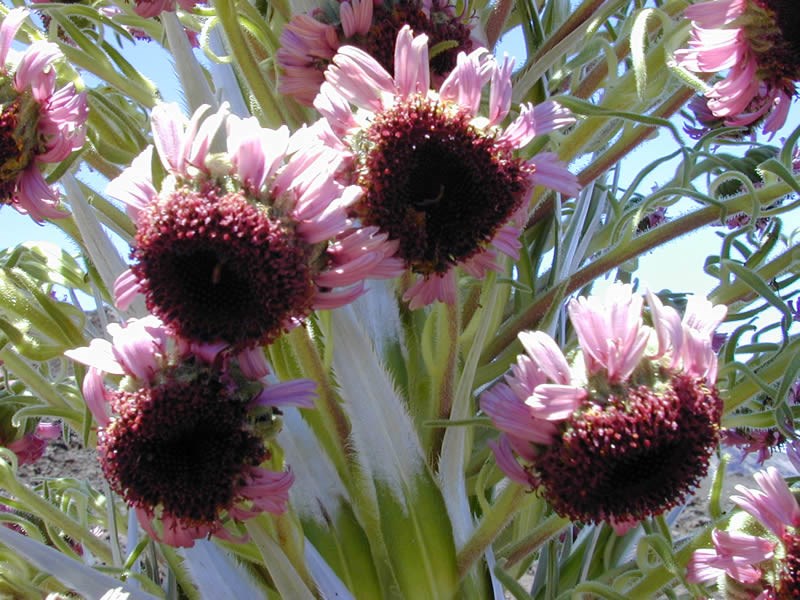 a photo for silversword flowers