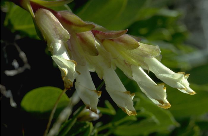 a photo of snowlover