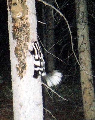 a photo of a Western spotted skunk