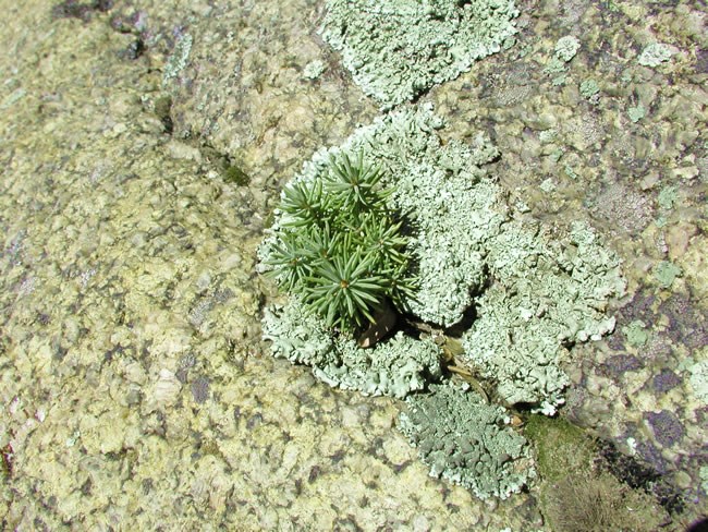 a photo of a small spruce