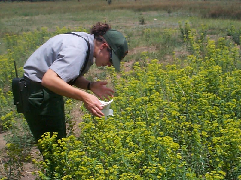 a photo of noxious weeds being controlled with insects