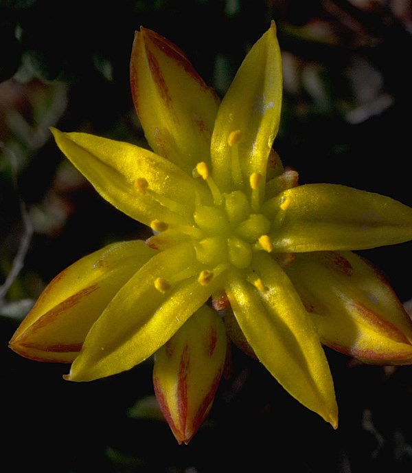 a photo of stonecrop pistils and stamens