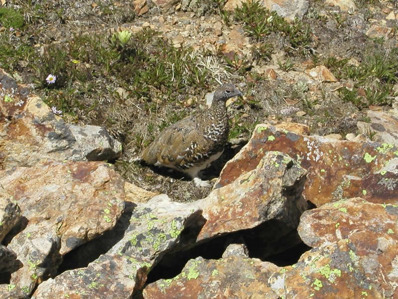 a photo of a ptarmigan in summer