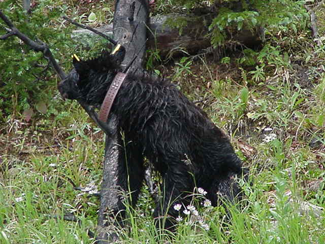 a photo of a tagged bear