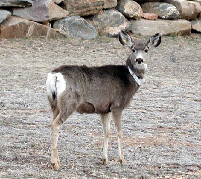 a photo of a tagged deer
