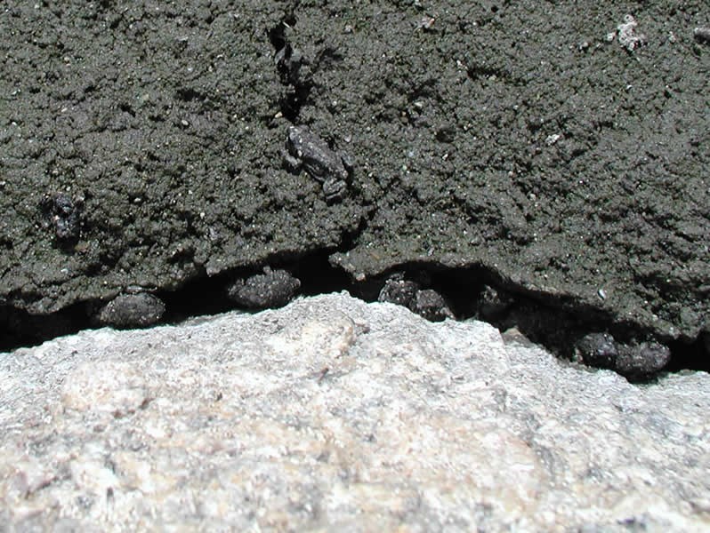a photo of toadlets