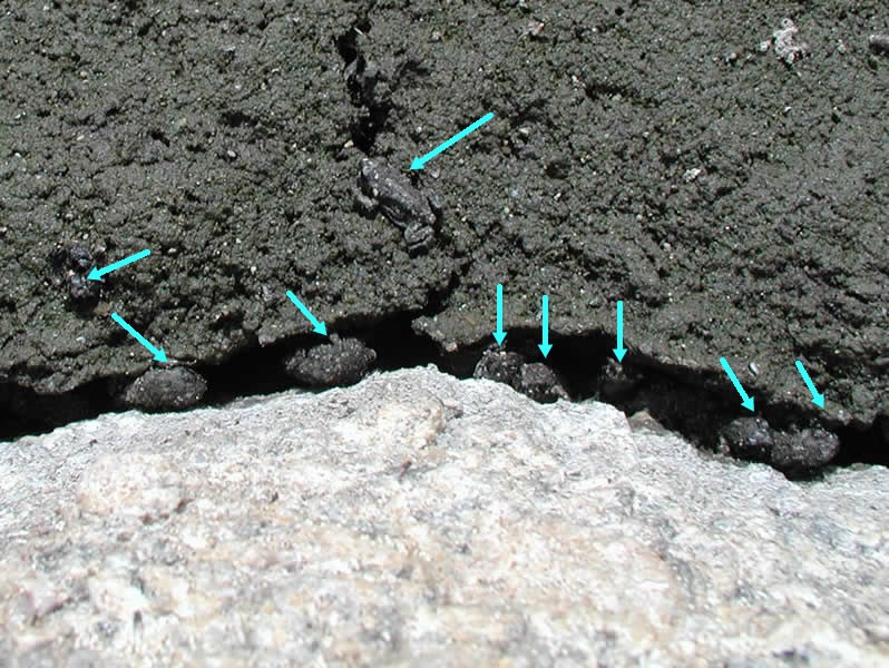a photo of toadlets