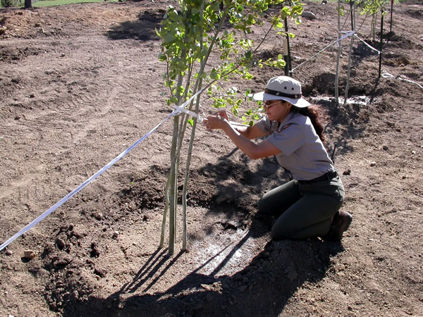 a photo of revegetating Beaver Meadows Center