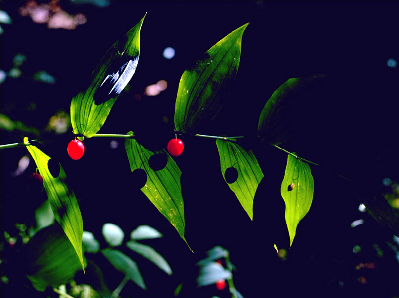 a photo of a twisted-stalk (lily)