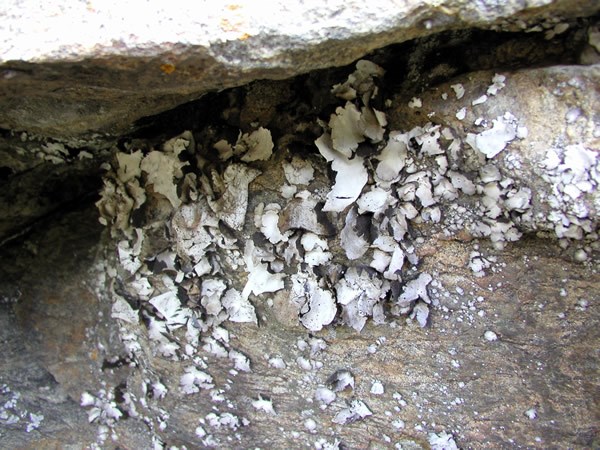 a photo of Umbilicaria americana