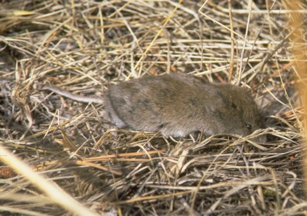 a photo of a vole