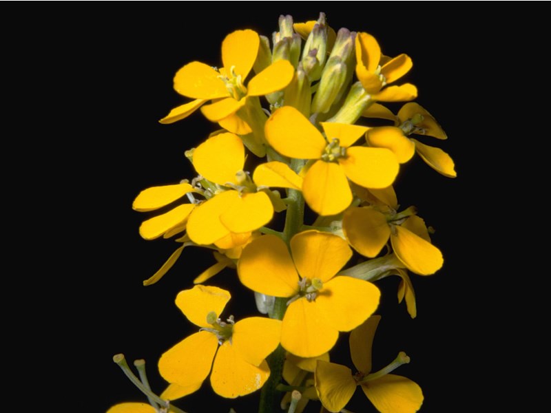 a photo of a western wallflower