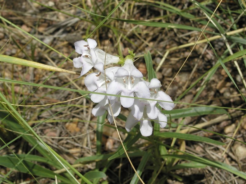 a photo of an albino penstemon