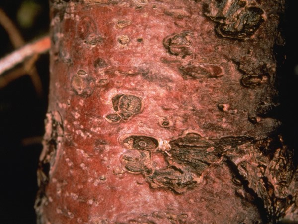 a photo of wind pitted tree bark