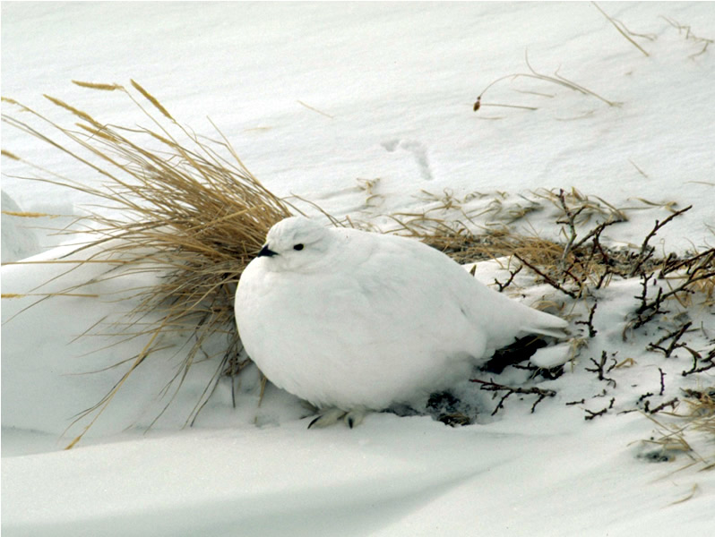 Ptarmigan Camouflage - Rocky Mountain National Park (U.S. ...