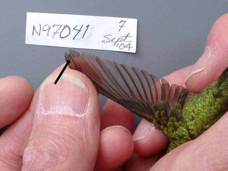 a photo of the wing of a ruby-throated hummingbird