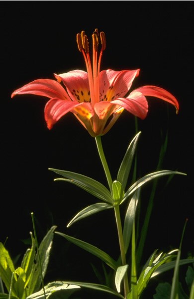 a photo of a wood lily