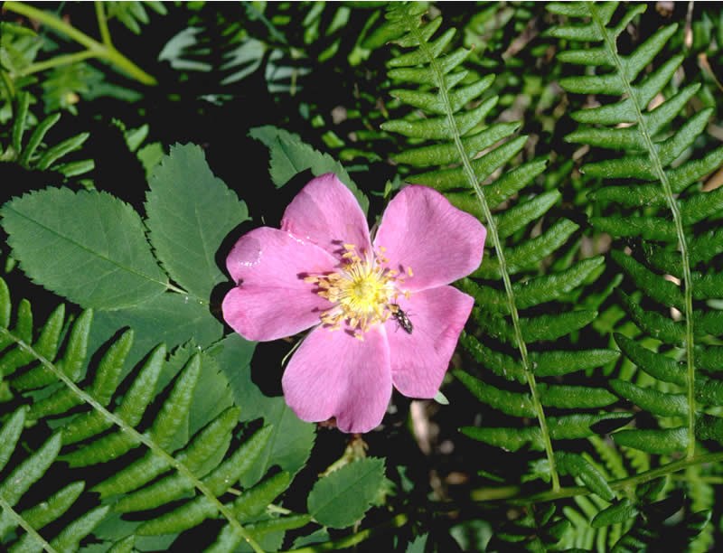 a photo of a wild rose