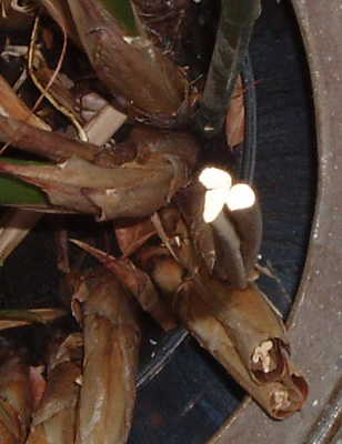 a photo of a cross section of a sedge stem