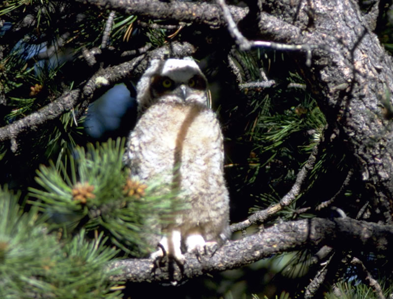 photo of a young great horned owl