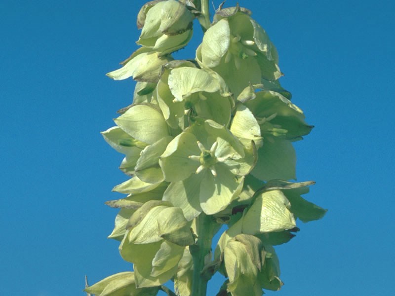 a photo of yucca flowers